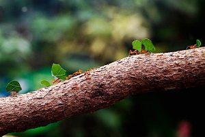 "Leafcutter Ants" by Neil B is licensed under CC BY-NC-SA 2.0.